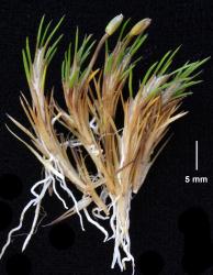 Centrolepis ciliata, flowering shoots with adventitious roots and hispid hairs on leaf-sheaths.
 Image: K.A. Ford © Landcare Research 2013 